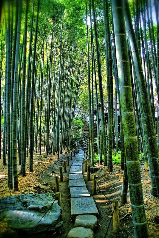 Ditch the Trees, Embrace the Bamboo: Why BOONBOO is Your Sustainable Choice
