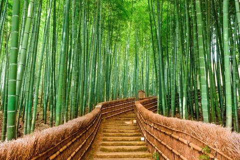 7 Ways Bamboo Can Slow Down Deforestation